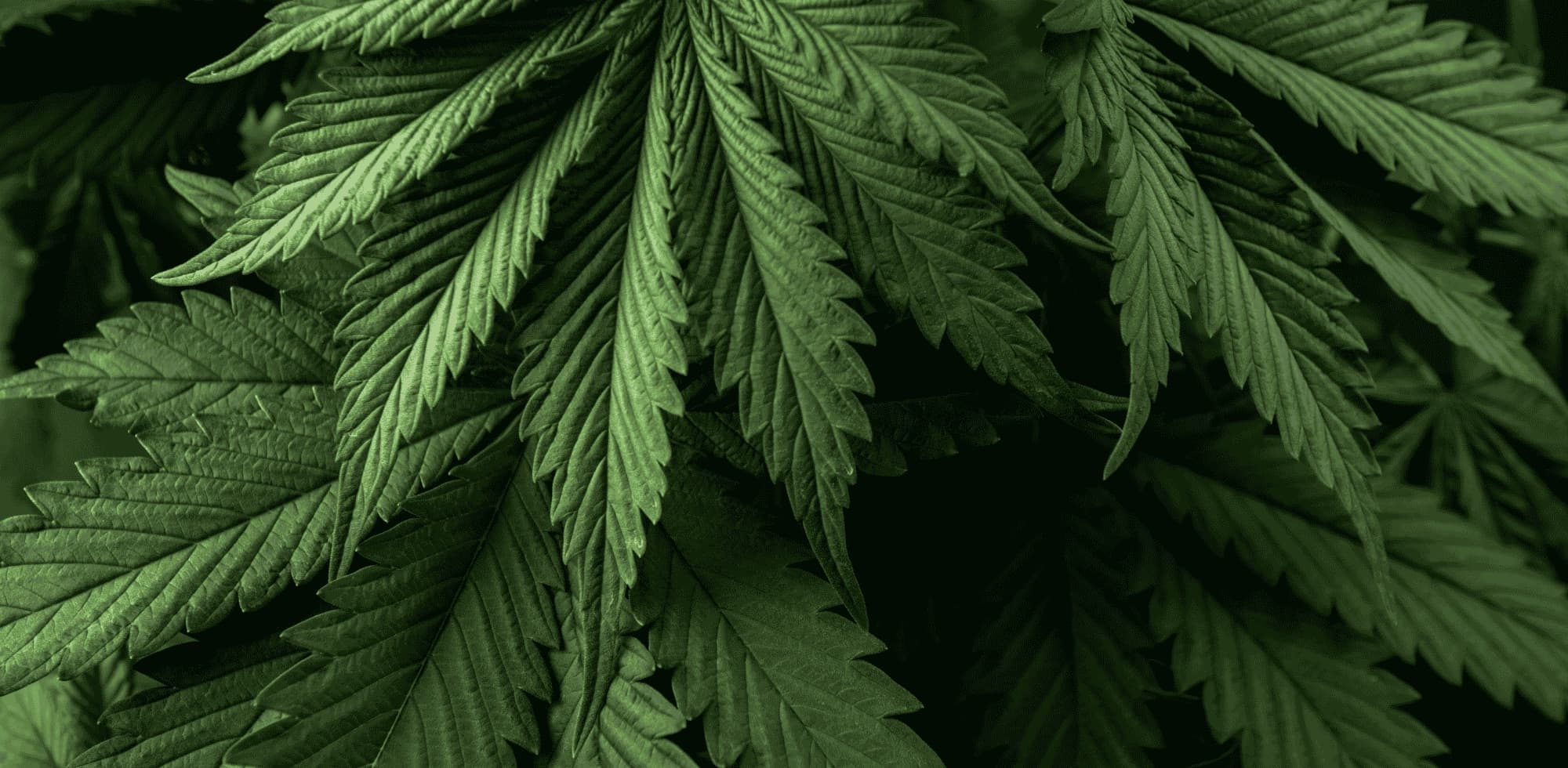 CBD 040