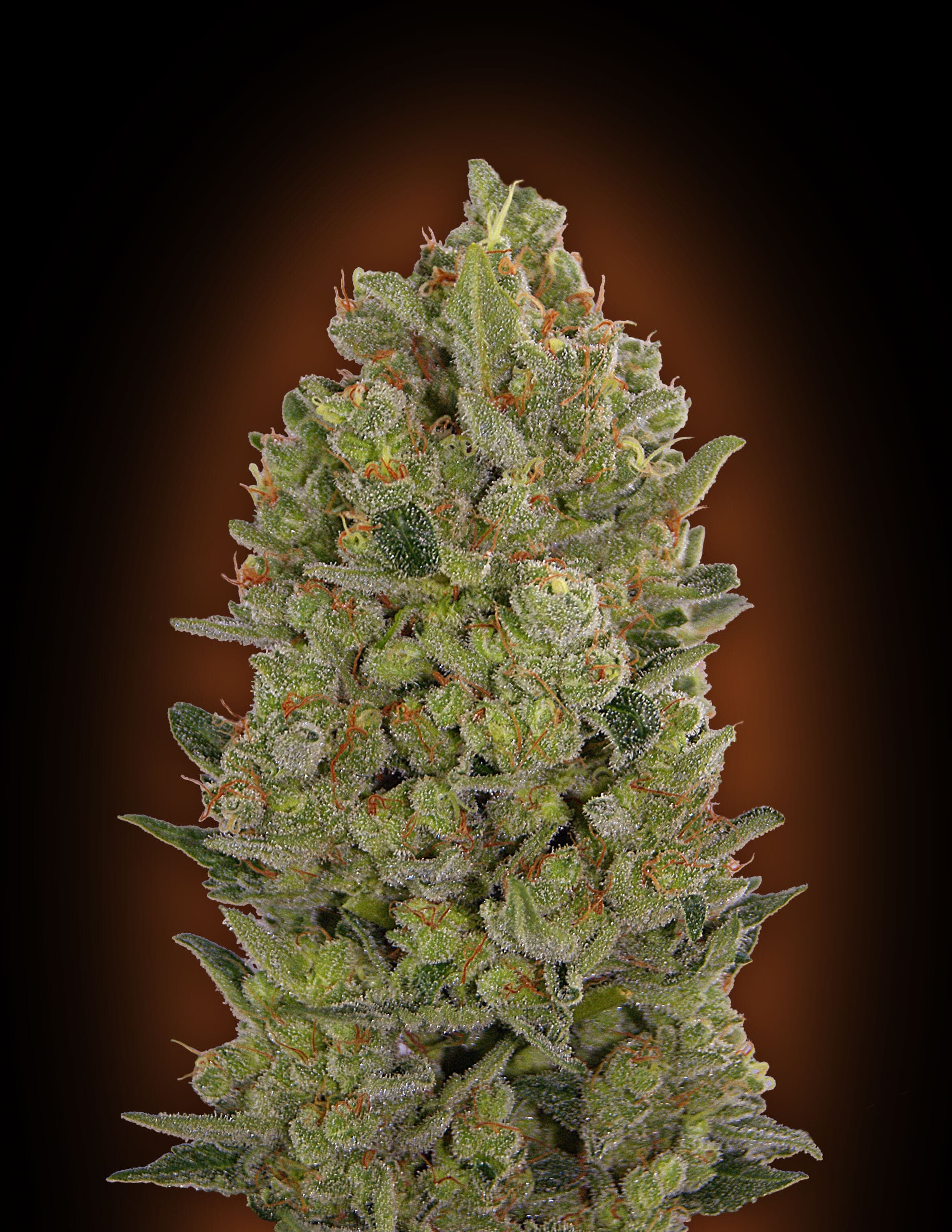 Seedsman Samen
