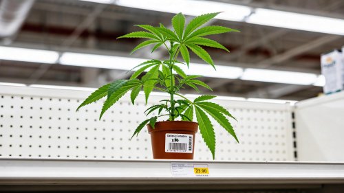 Vorsicht bei Aldis Hanfpflanzen-Angebot: Kein Rausch, nur Deko