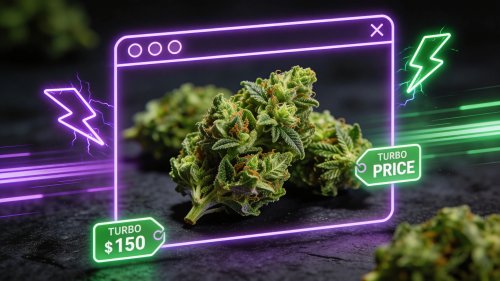 Turbo-Sativa vs. Realität: Flower Power im Faktencheck
