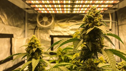 Cannabis Eigenanbau in Deutschland 2026: Der komplette Anfänger-Guide